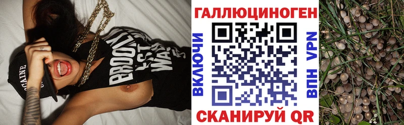 Галлюциногенные грибы Psilocybe  Курлово 